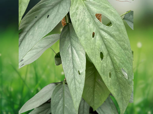 Cebu Blue Pothos Live Plant ~ Well Rooted 4-5 Leaves Fast Shipping