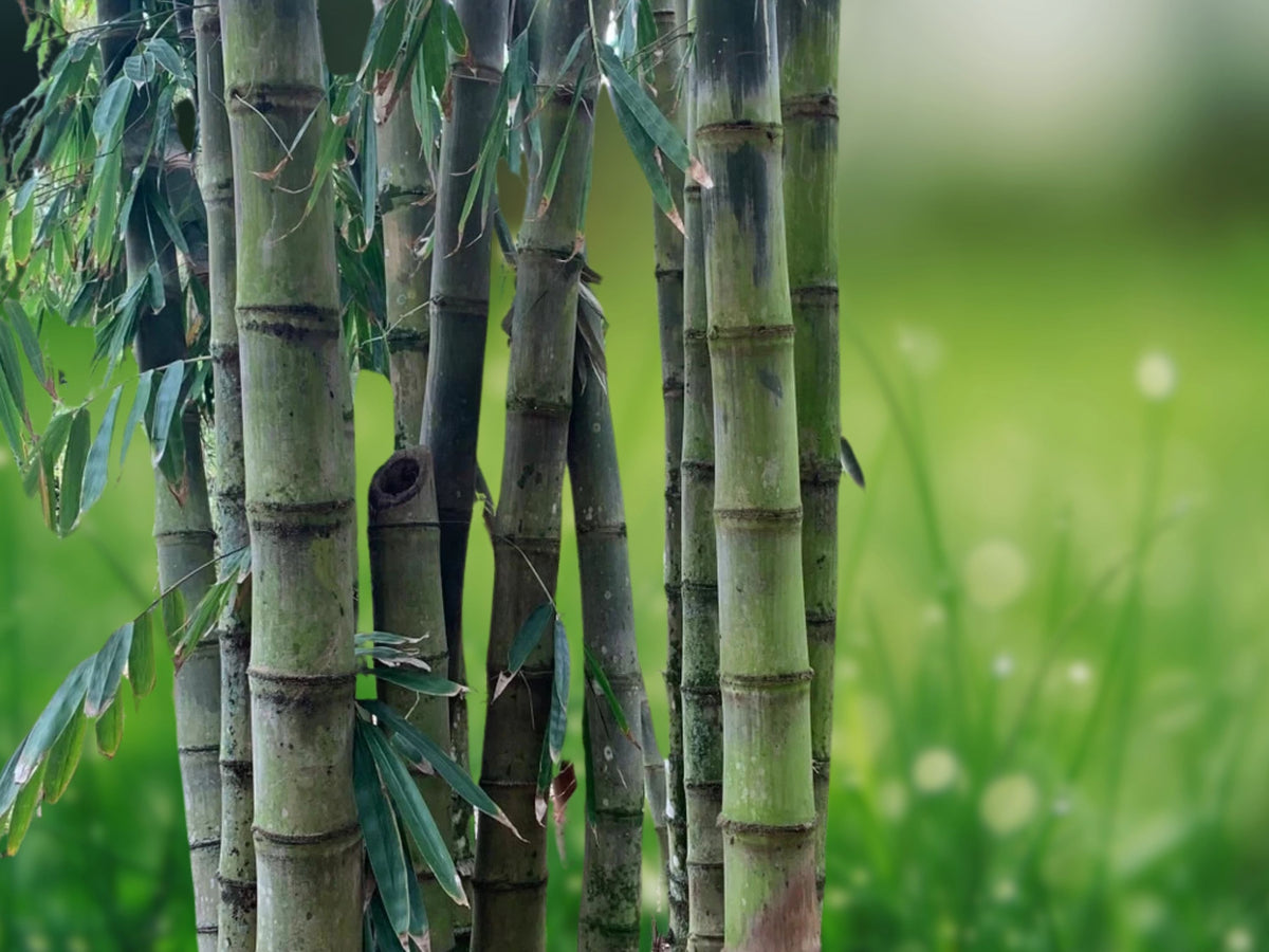 50 Asper Bamboo Seeds - Clumping Privacy Screen for Garden