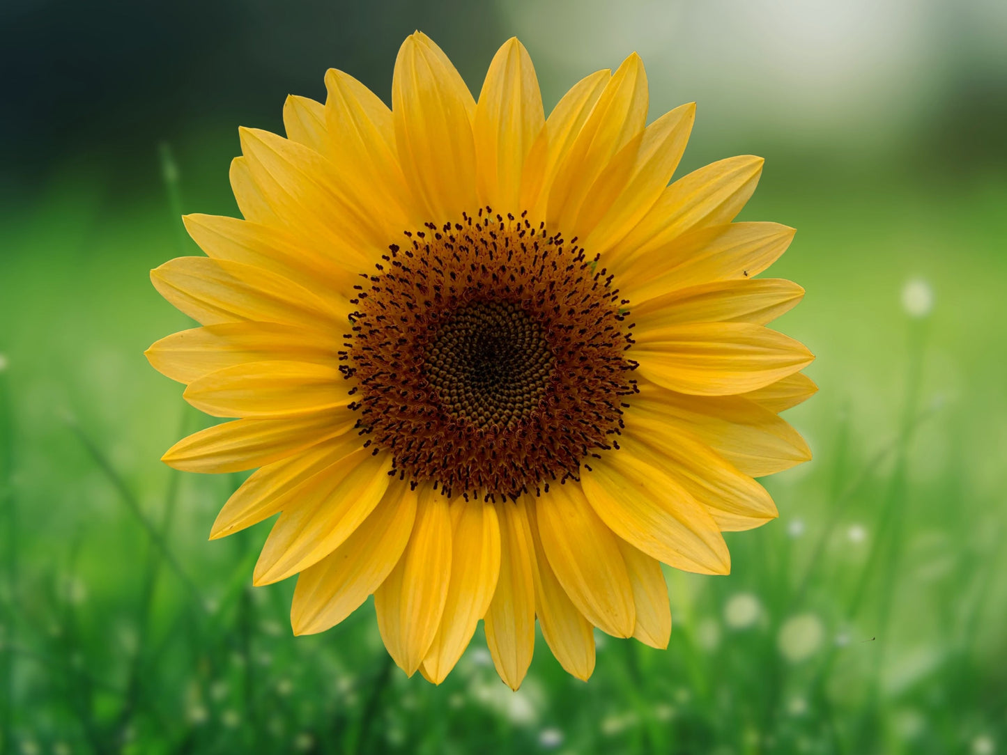 25 Peach Passion Sunflower Seeds | Soft Peach Blooms | Easy Annual Flower