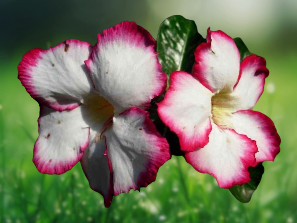 4 White Red Desert Rose Seeds - Adenium Obesum Exotic Flower Seeds