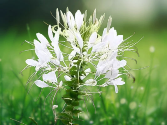 100 White Queen Spider Seeds Cleome Spinosa Perennial Flower