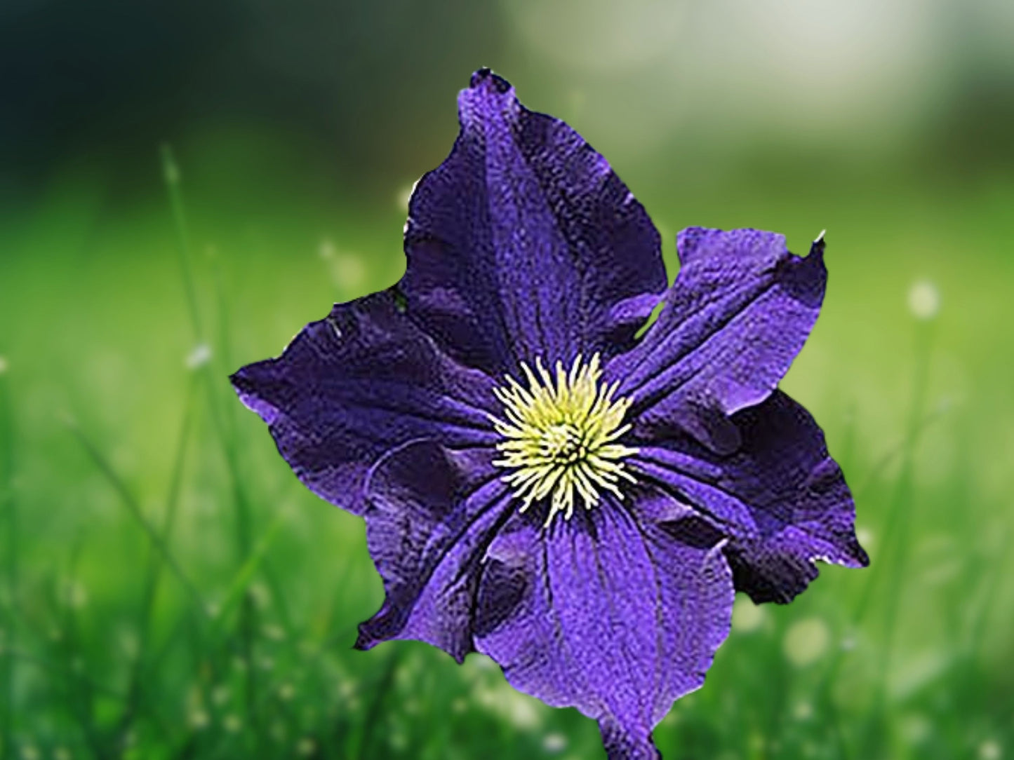 25 Dark Purple Clematis Seeds | Perennial Climbing Vine, Fast Growing, Blooming Garden Plant, Flower Seed
