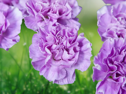 100 Seeds Lavender Carnation Dianthus Perennial Flower Seeds