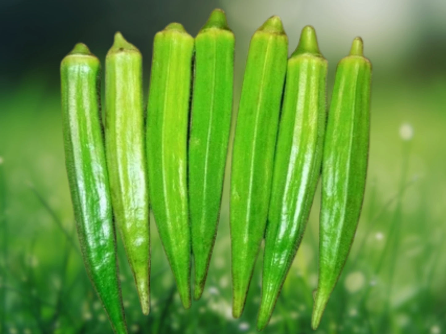 25 Giant Okra Seeds | Abelmoschus Esculentus Spineless XXL Vegetable | Heirloom Non-GMO