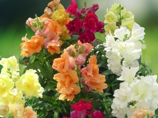 200 Double Mix Snapdragon Seeds - Perennial Flowers Seed