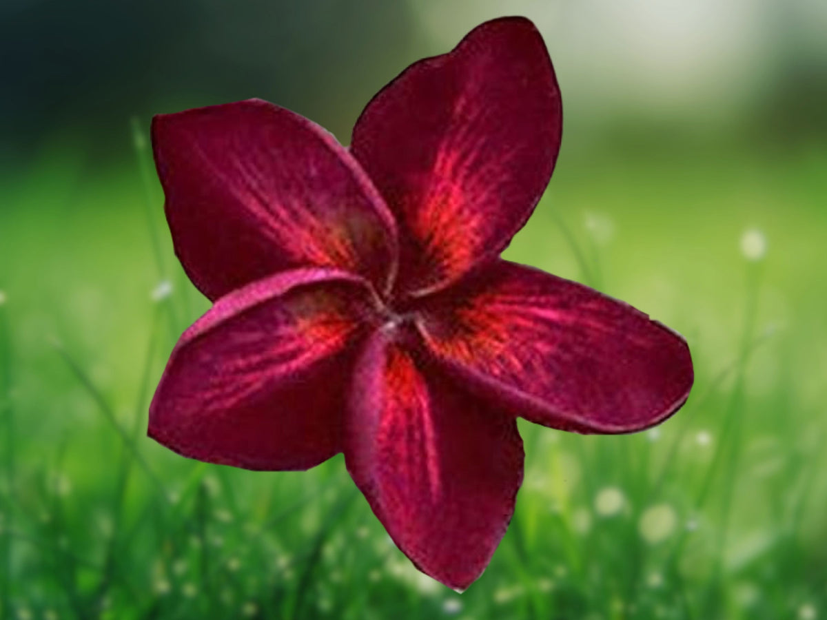 5 Dark Red Plumeria Seeds for Planting | Fragrant Tropical Flower