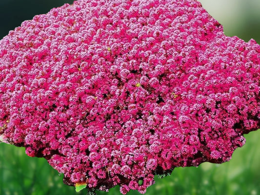 1000 Red Creeping Thyme Seeds - Ground Cover Perennial Herb - Non-GMO Fresh Seeds