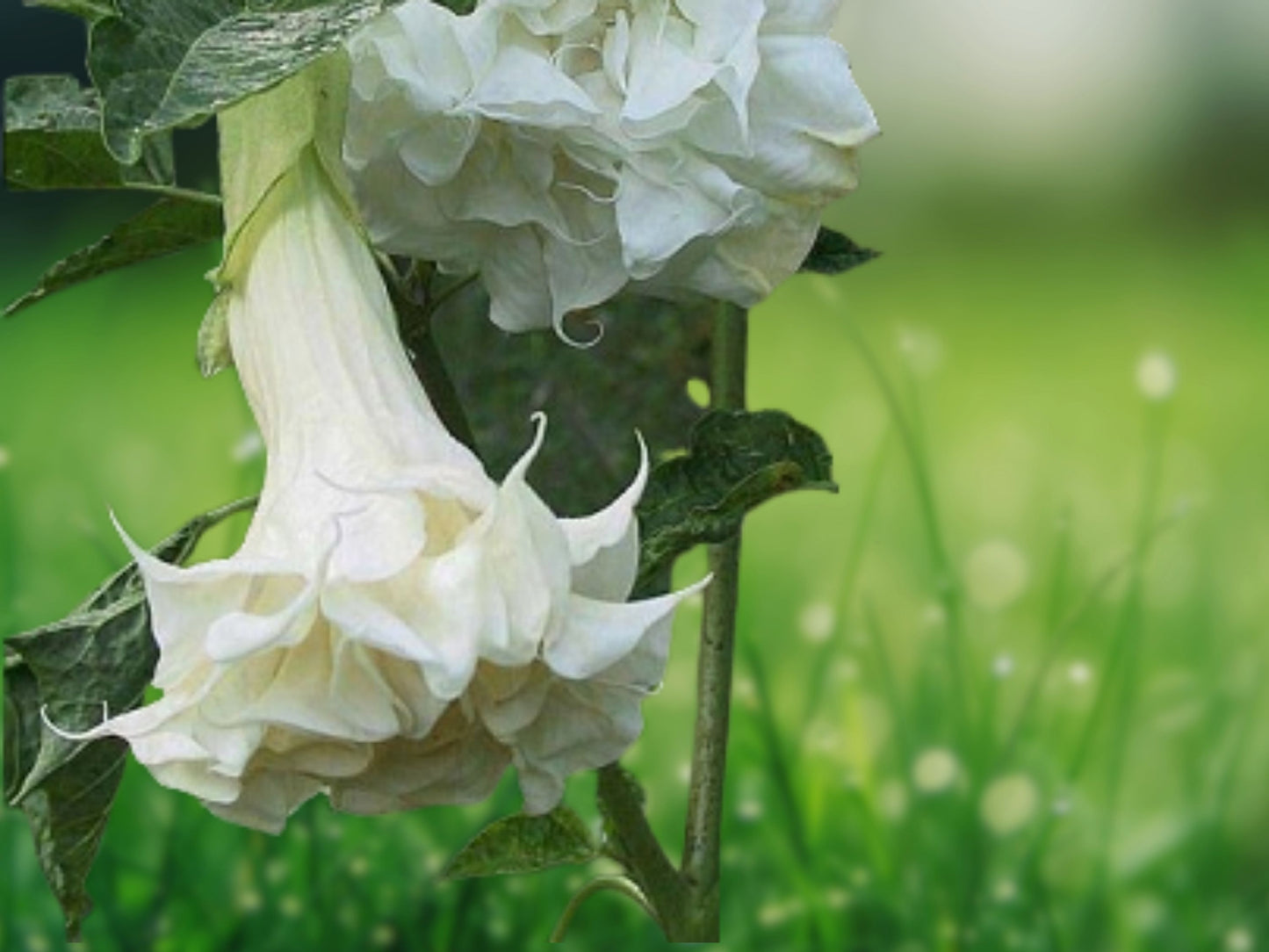 10 Seeds Triple Cream Angel Trumpet Brugmansia