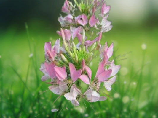 100 Taffy Pink Spider Seeds - Cleome Spinosa Perennial Spider Flower