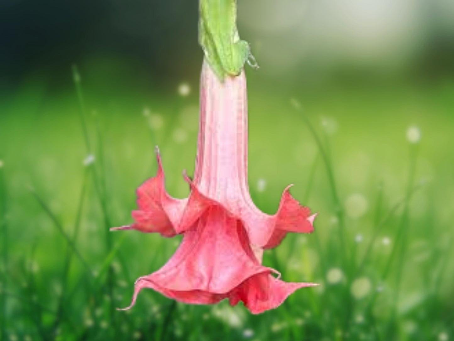 10 Seeds Double Pink Angel Trumpet - Brugmansia Datura Exotic Tropical Flower