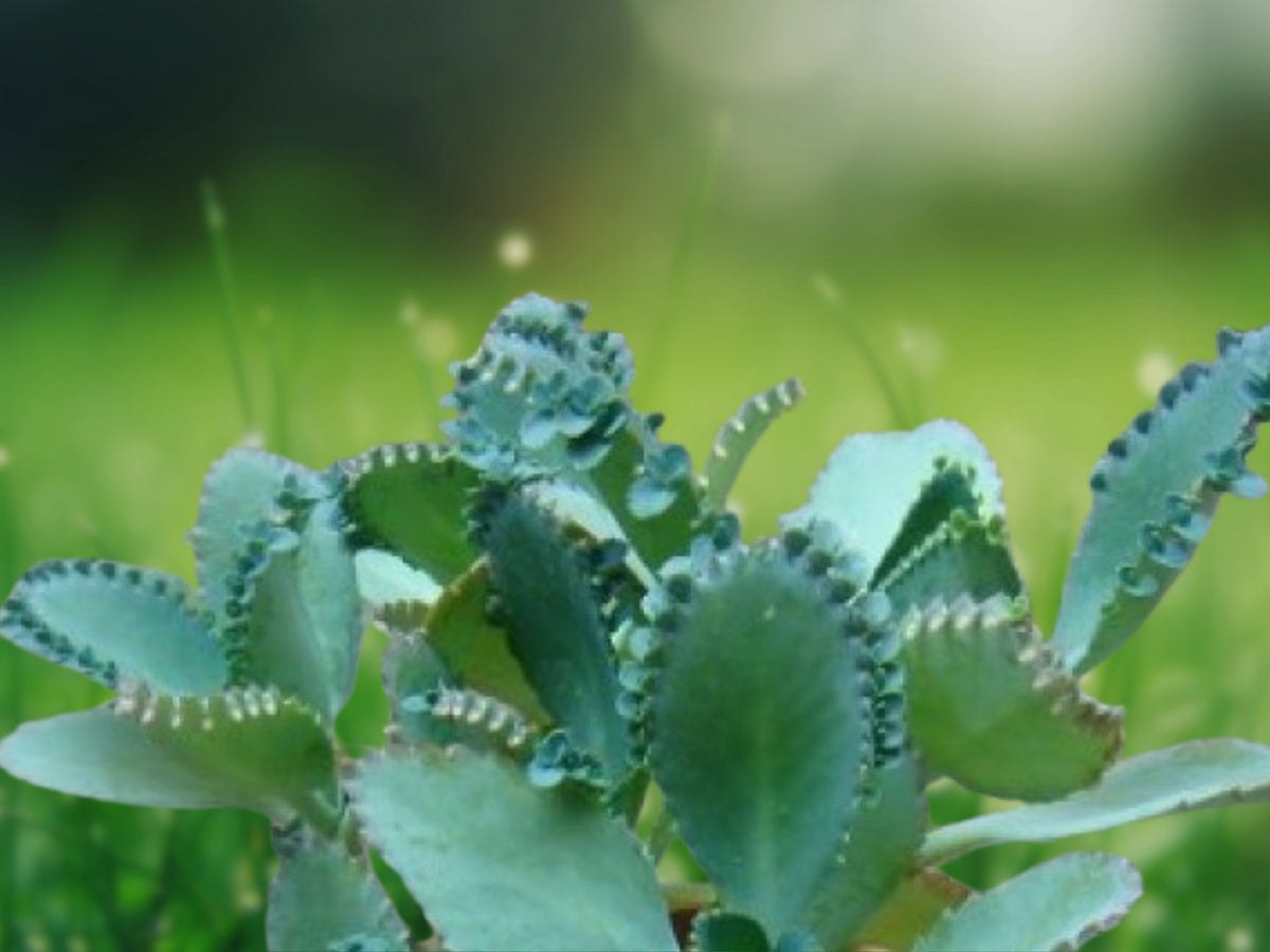 Mother of Thousands Succulent Plant - Kalanchoe daigremontiana in 2" Pot