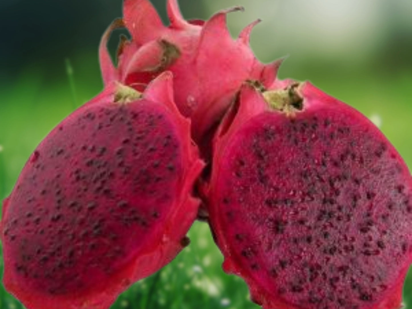 Dragon Fruit - 'Edgar's Baby' (Hylocereus Hybrid) 1 Live Plant 4-5"