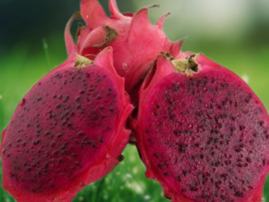 Dragon Fruit - 'Edgar's Baby' (Hylocereus Hybrid) 1 Live Plant 4-5"