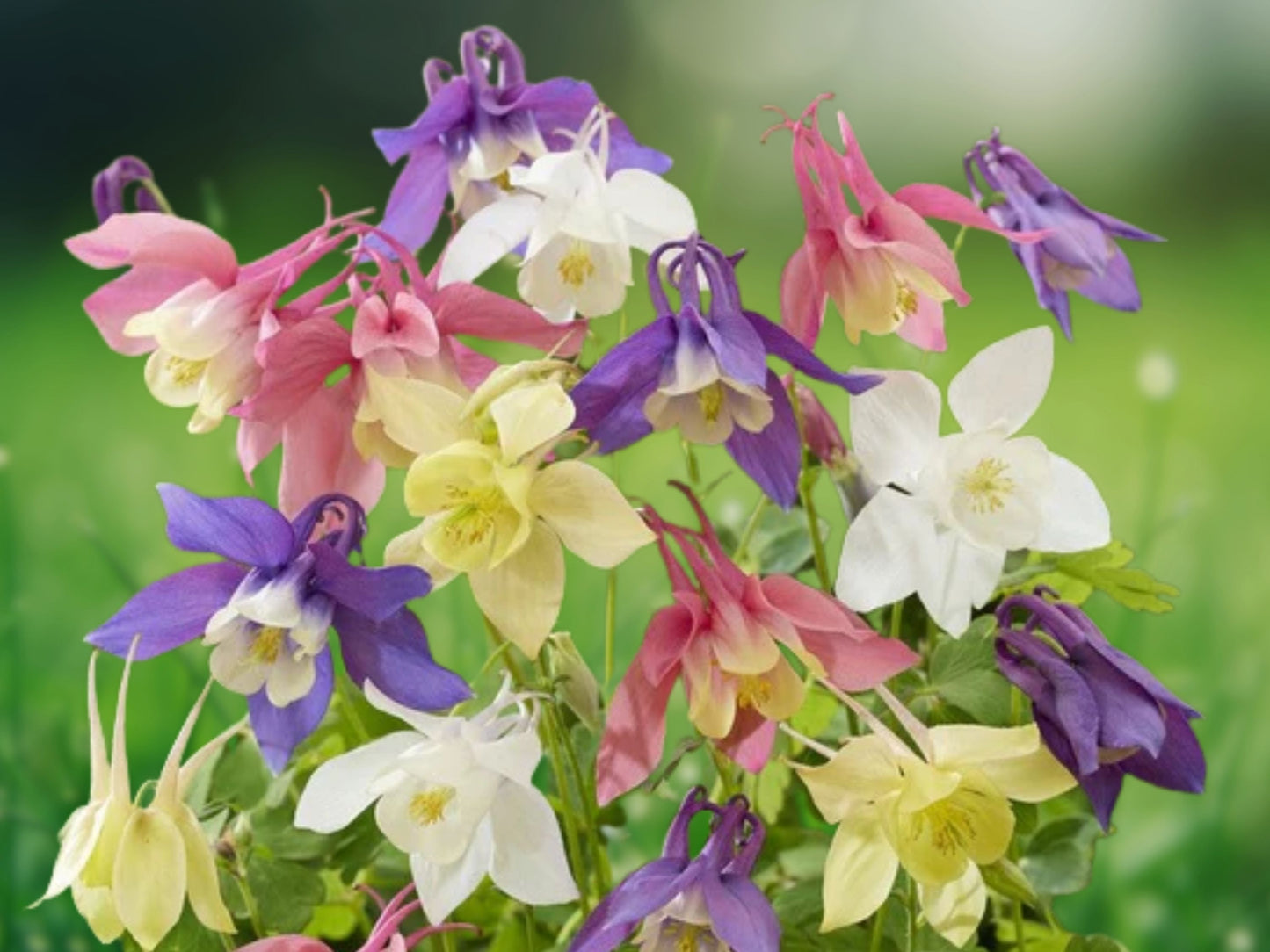 50 Aquilegia Columbine Seeds Perennial Flower Bloom Wildflower Garden 147 US Seller