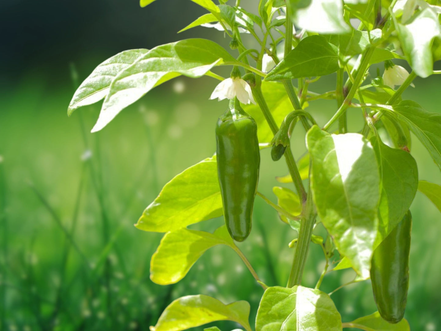 Early Jalapeno Pepper Seeds Heirloom Non-GMO 30+ Seeds Fast Shipping