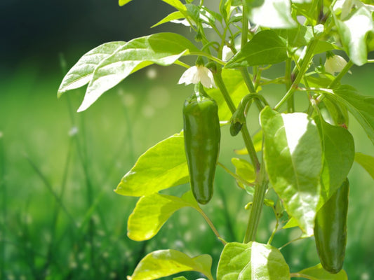 Early Jalapeno Pepper Seeds Heirloom Non-GMO 30+ Seeds Fast Shipping