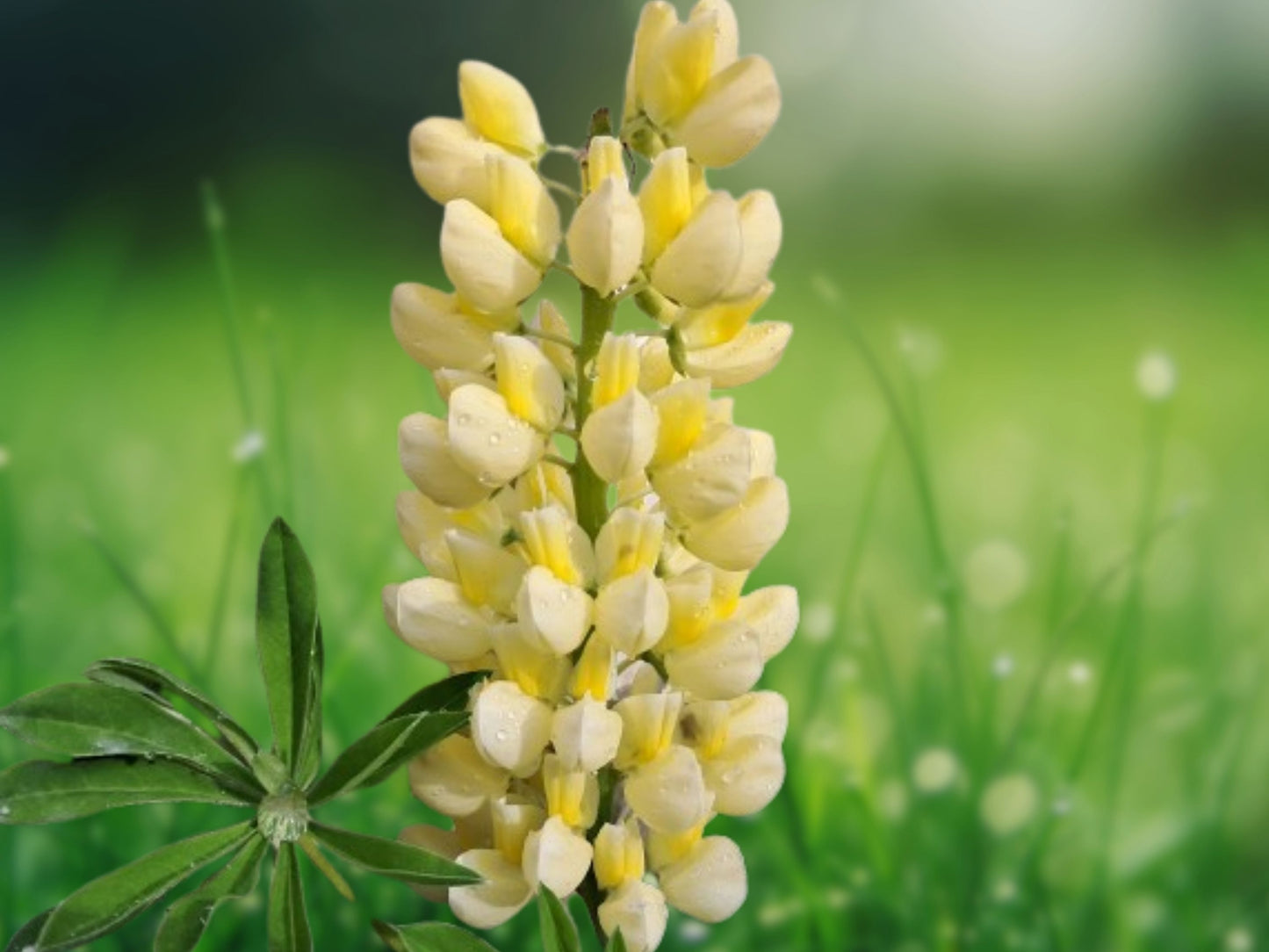 25 Seeds Yellow White Lupine Flower Perennial Hardy