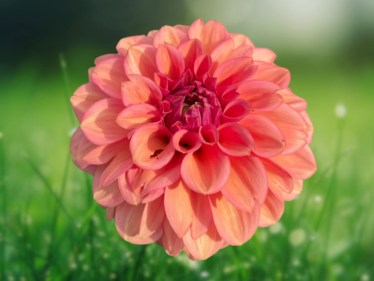 25 American Dawn Dahlia Seeds - Perennial Flower Seeds for Planting