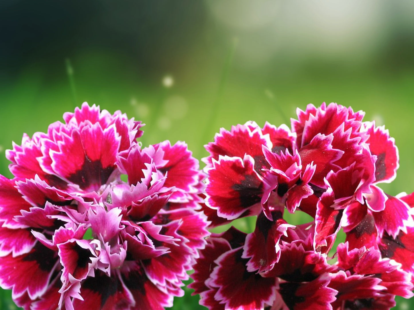 100 Seeds Black Cherry Carnation Dianthus Flowers Perennial