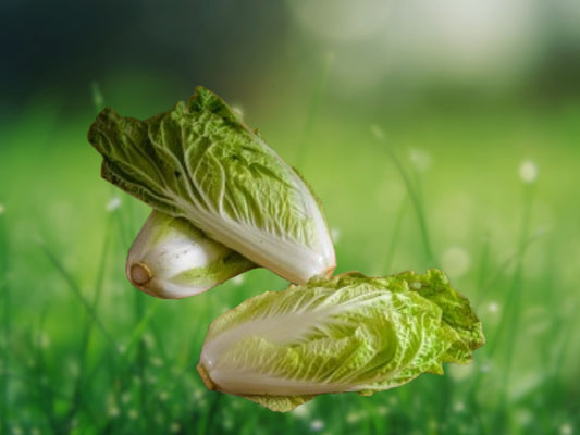 50+ Napa Michihili Cabbage Seeds | Non-GMO USA | Fast Shipping