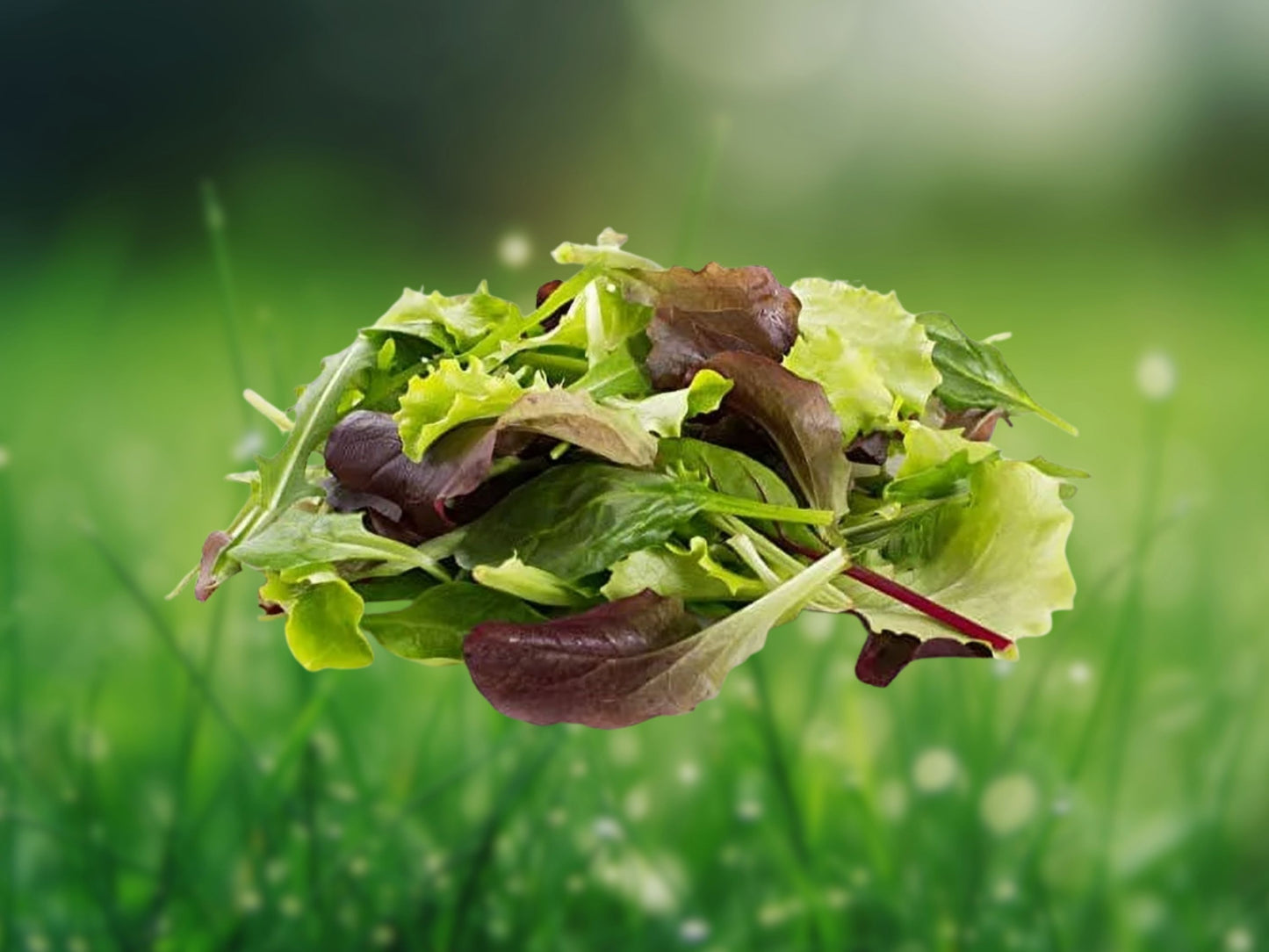 200 Lettuce Seeds - High Yielding Heirloom Non-GMO Mesclun Mix Fast Shipping