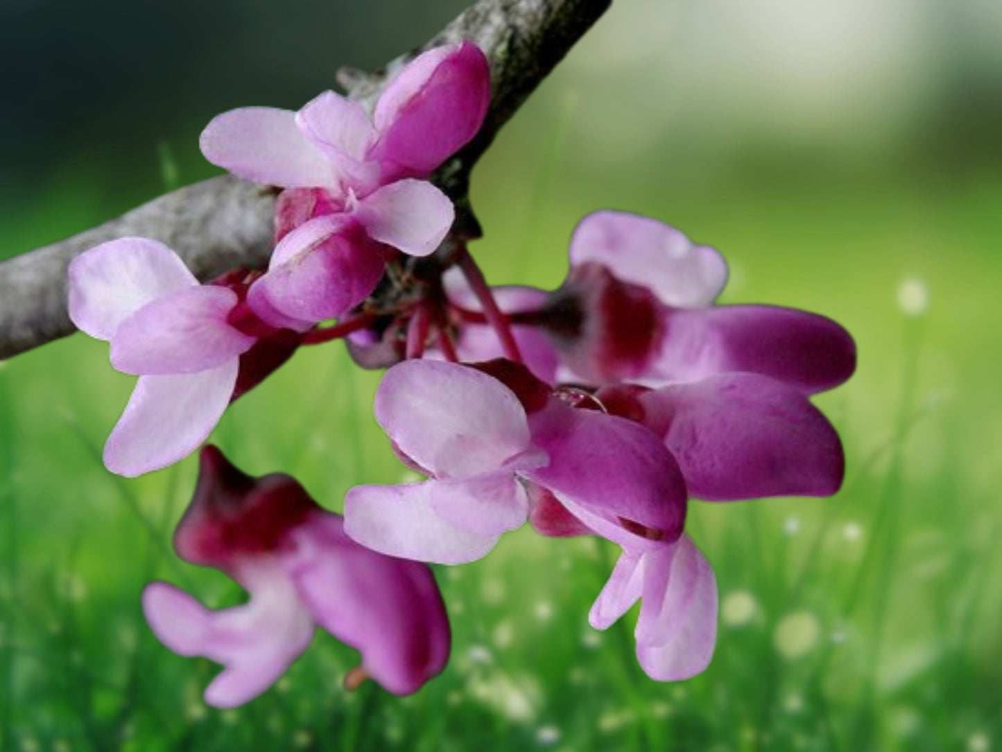 25 Seeds Western Redbud Tree Cercis occidentalis Native California Drought Tolerant