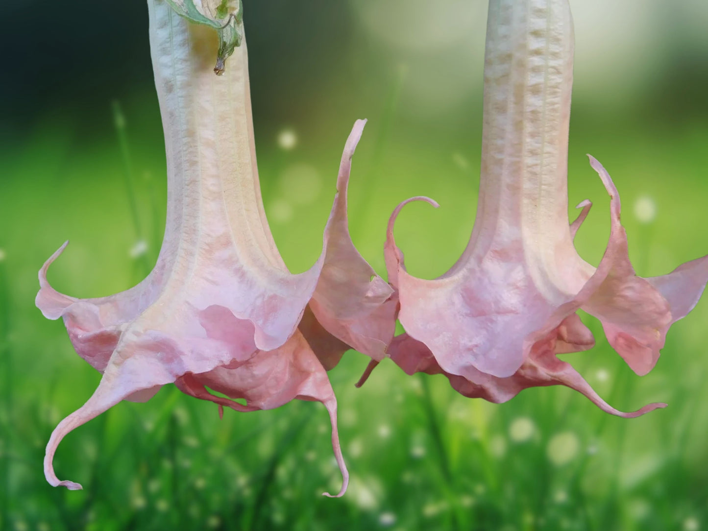 10 Seeds Double Baby Pink Angel Trumpet Brugmansia Fragrant Flowers