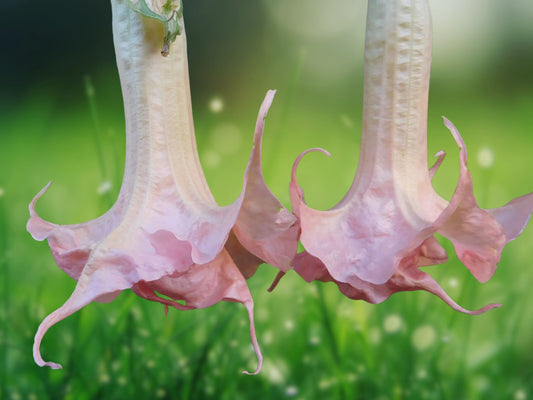 10 Seeds Double Baby Pink Angel Trumpet Brugmansia Fragrant Flowers