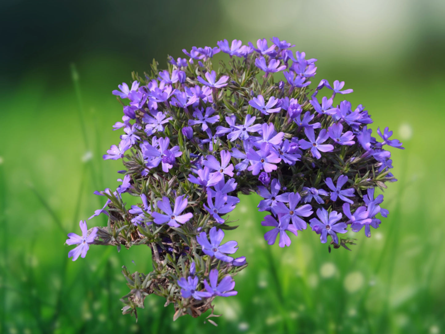 50 Violet Pinwheel Phlox Seeds, Perennial Flower Seeds, Showy Garden Blooms