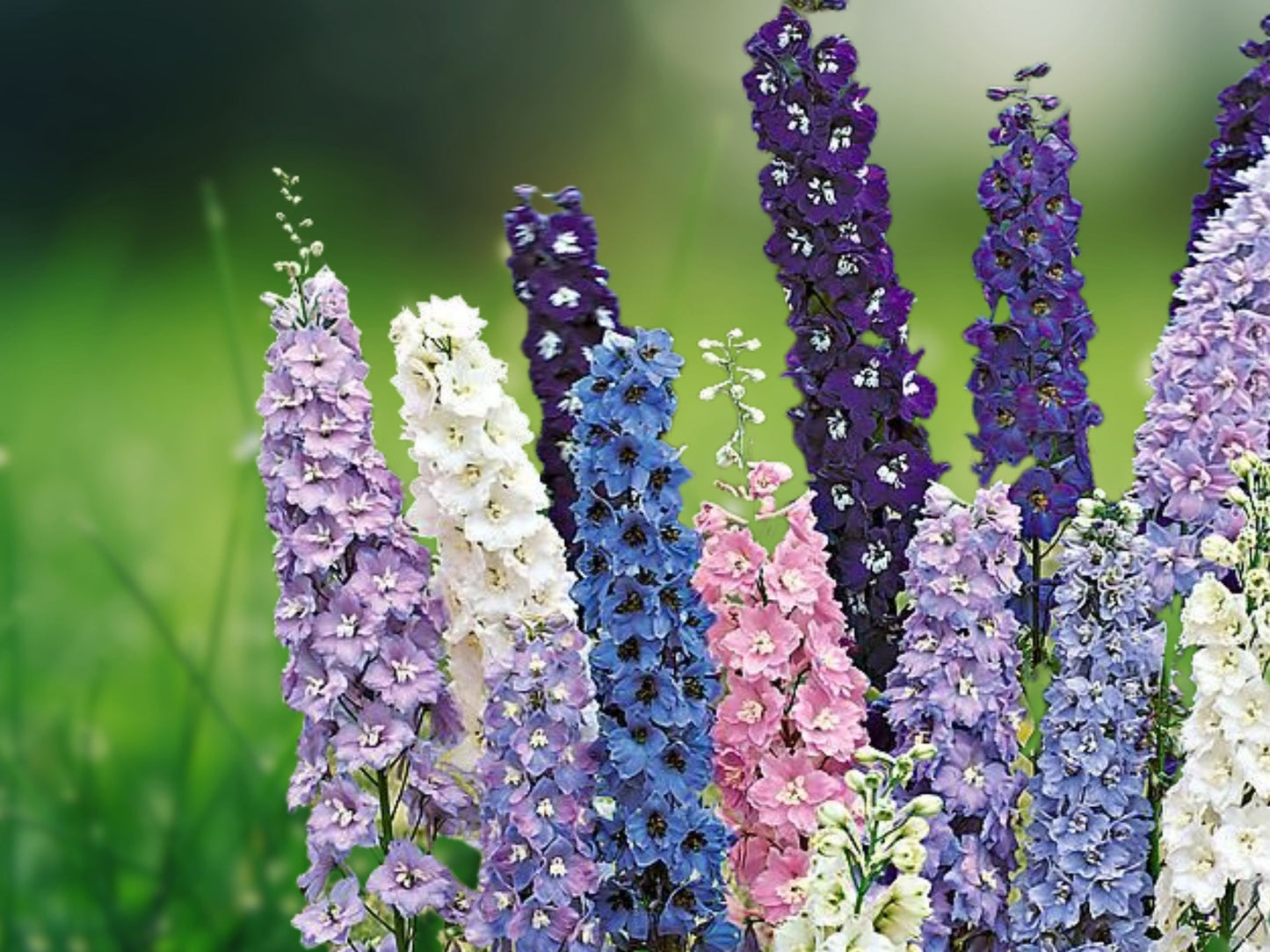 50 Millennium Star Delphinium Seeds Perennial Garden Flower Seed Flowers 768 USA