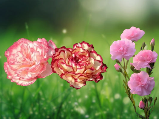 100 Seeds Double Mix Carnation Dianthus Perennial Garden Flower Fragrant Double Blooms