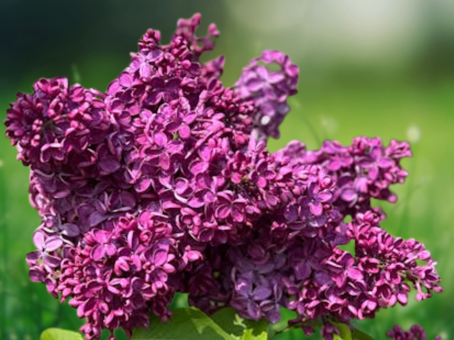 25 Seeds Dark Purple Lilac Fragrant Hardy Perennial Flowering Shrub