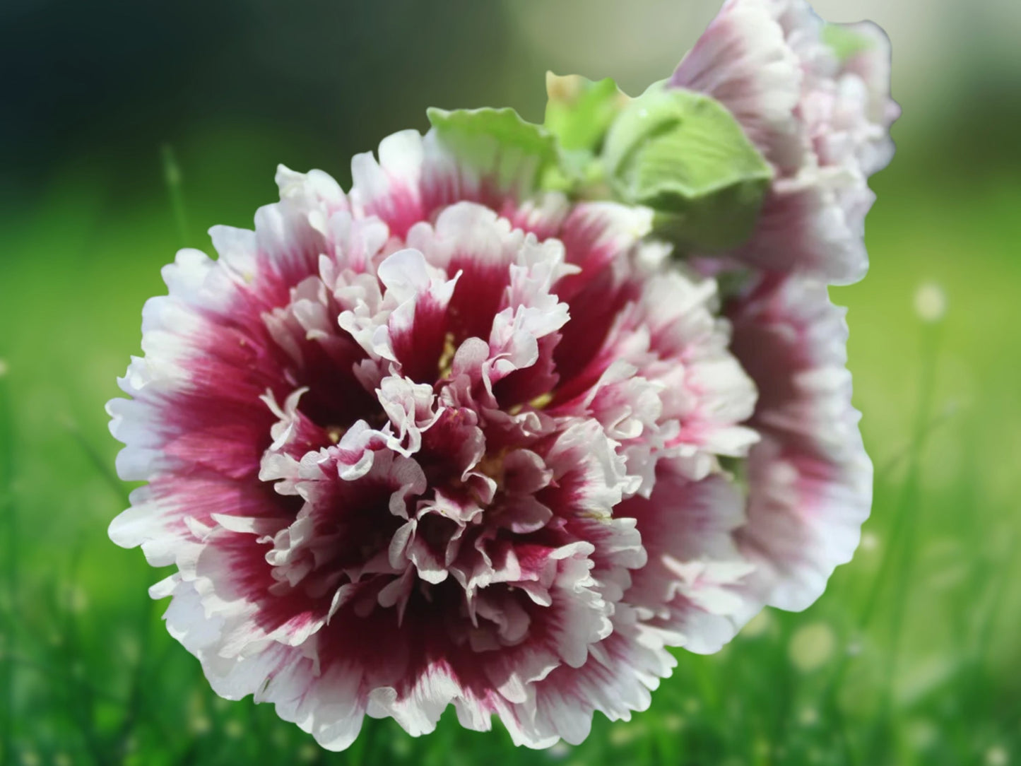 25 Seeds Double Purple Hollyhock Perennial Cottage Garden Flowers