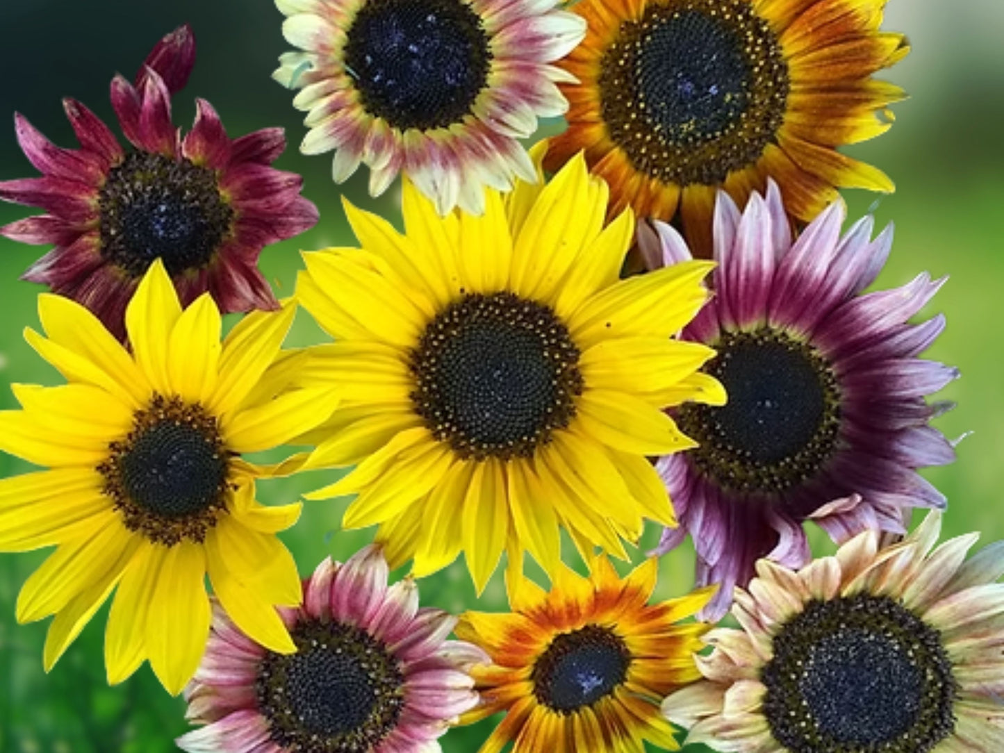25 Sunflower Rainbow Mix Seeds Annual Flower Seeds for Garden Cut Flowers