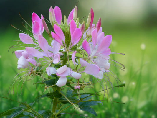 100 Spinosa Spider Flower Seeds Cleome Spinosa Perennial