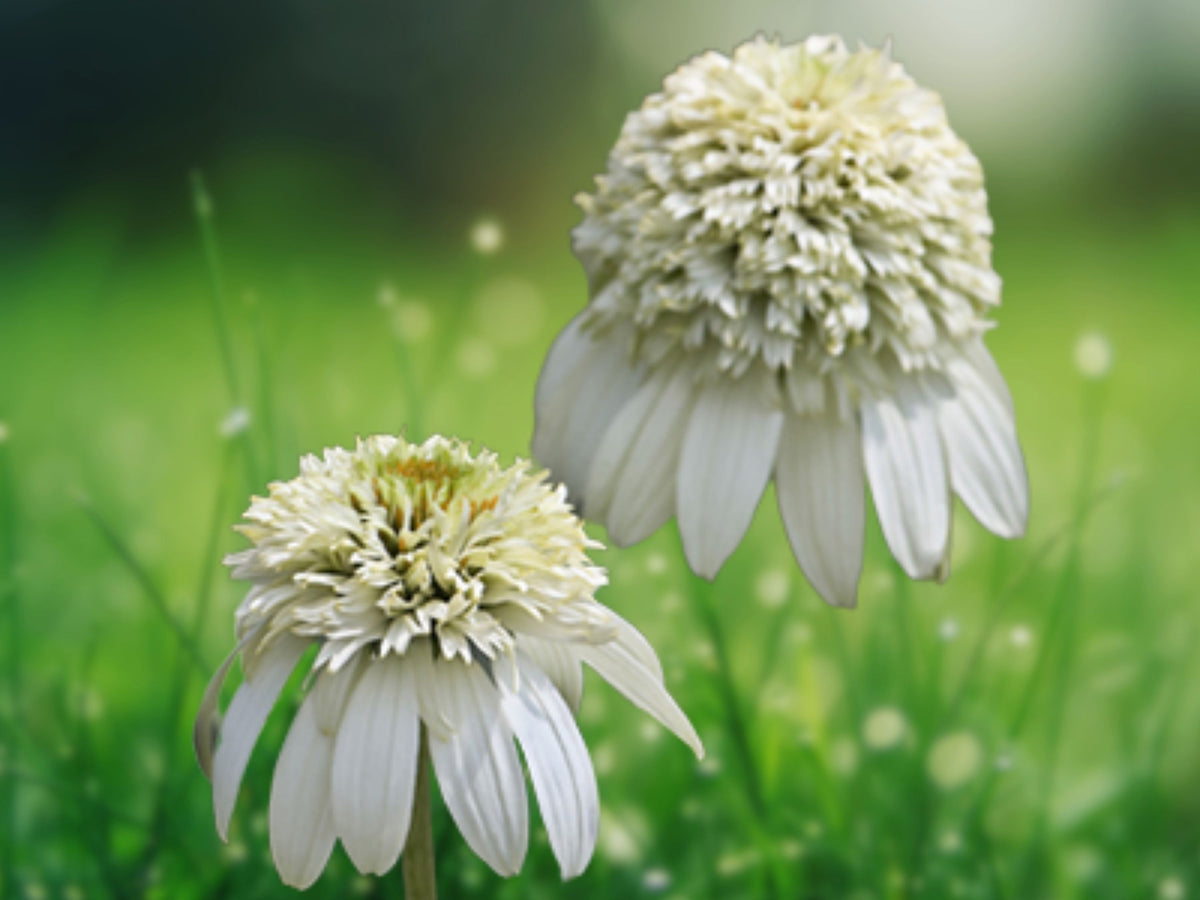 50 Milkshake Coneflower Seeds - Echinacea Perennial Flower Seeds