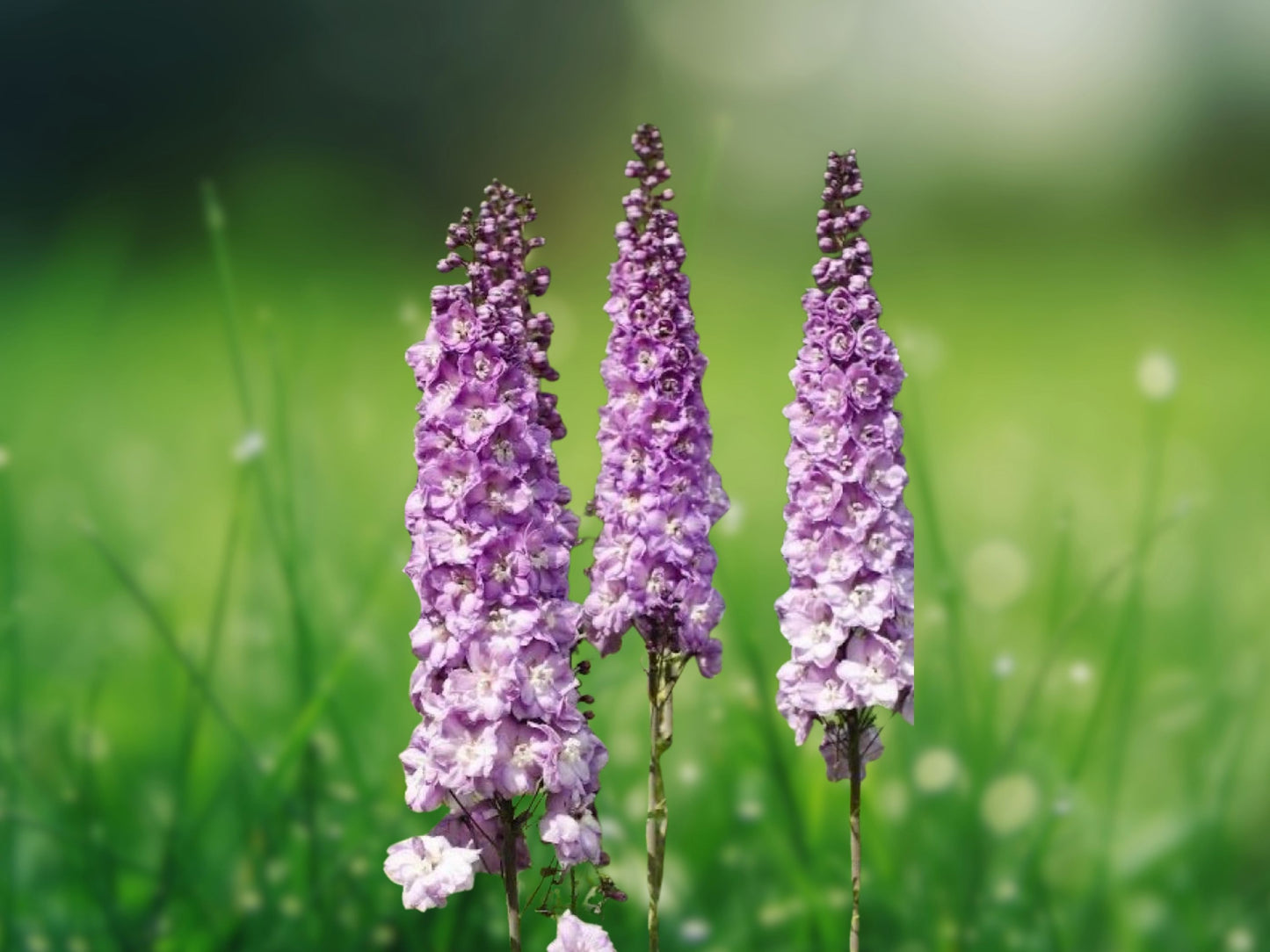 Million Dollar Blush Delphinium Seeds 50 Perennial Flower Garden Seed