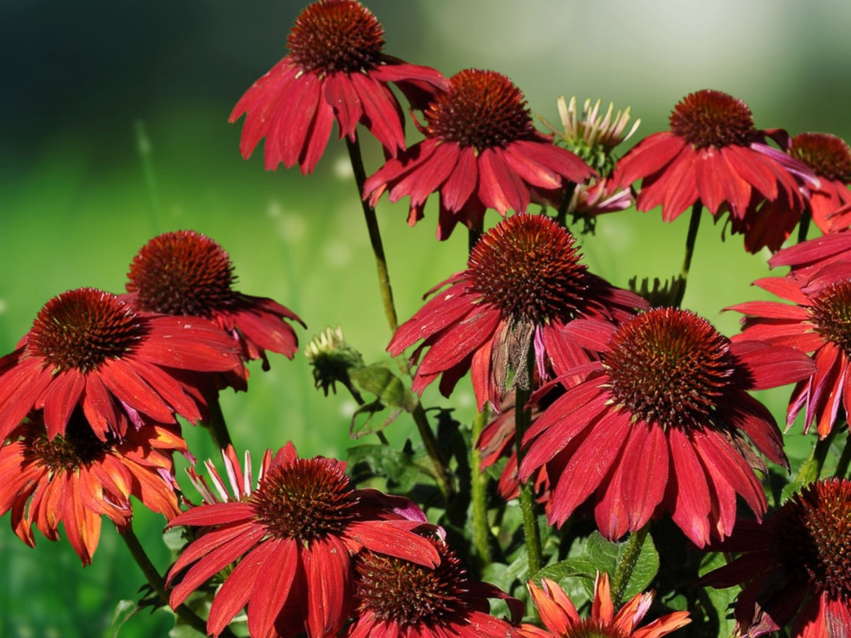 50 Ruby Red Coneflower Seeds - Echinacea Perennial Flower Seeds for Planting