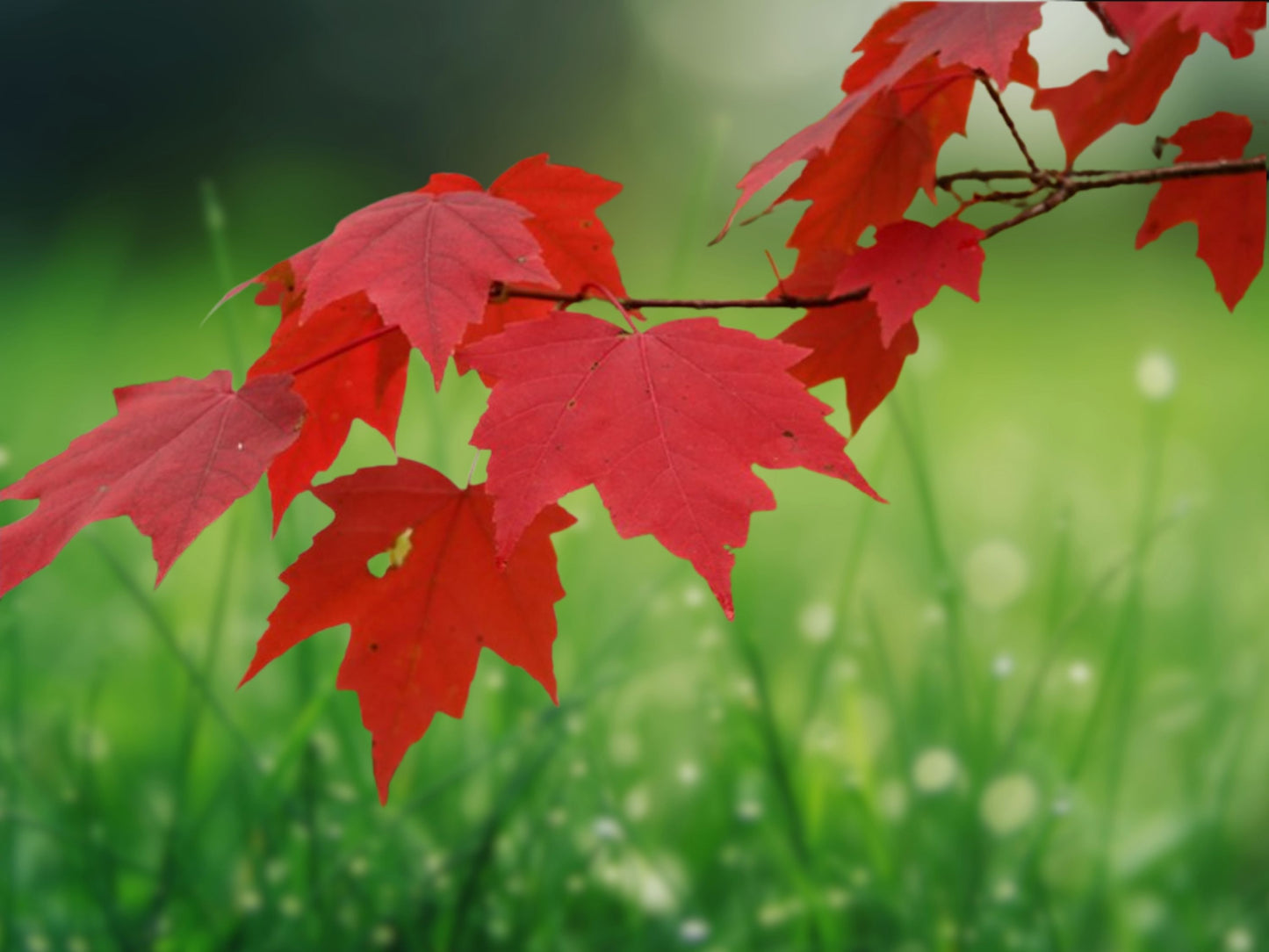 25+ Red Maple Tree Seeds Acer Rubrum Fast Growing Tree