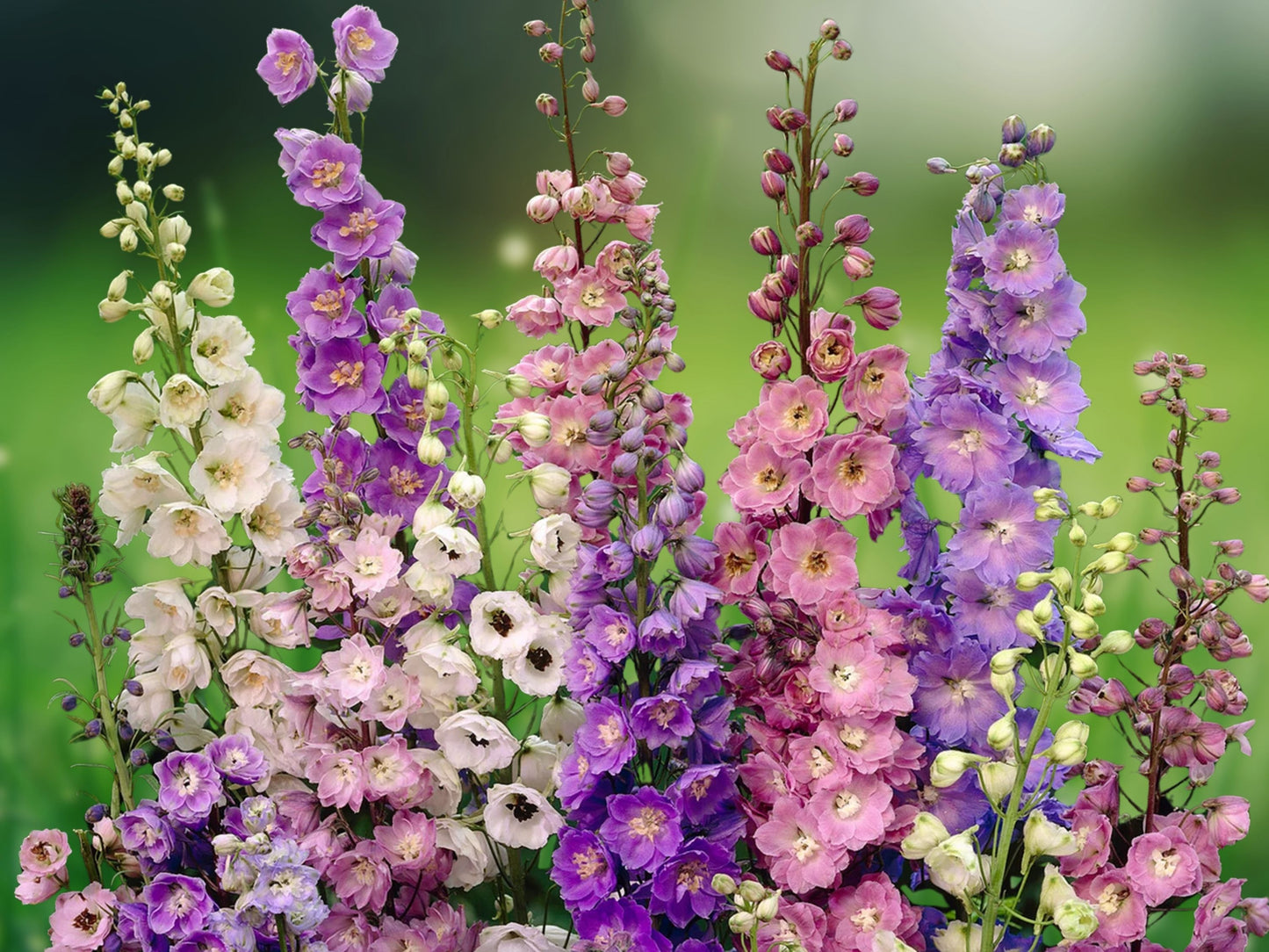 50 Double Mix Delphinium Seeds Perennial Flower Garden Plant