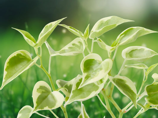 Cupid Peperomia Variegata Live Plant in 4" Pot Trailing Vine Fast Shipping