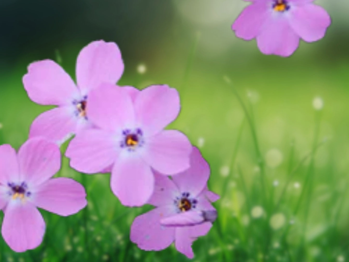 50 Rose Sprite Phlox Seeds Flower Perennial Seed Flowers Butterfly Attracting