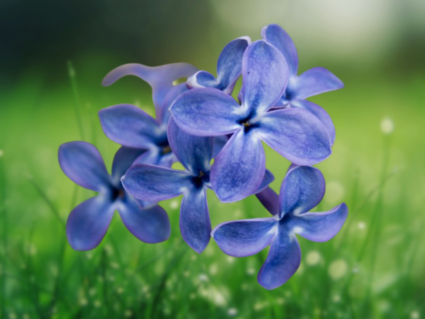 25 Seeds Blue Lilac Fragrant Perennial Flower Tree