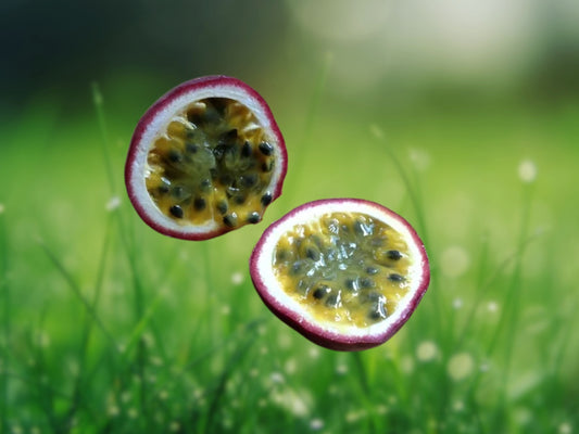 Possum Purple Passion Fruit Plant - Passiflora Edulis - Live Vine Fast Shipping