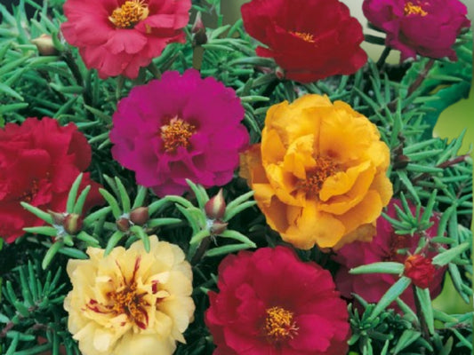 100 Dark Mix Moss Rose Seeds | Portulaca Grandiflora Perennial Bloom Flower Seeds | Drought Tolerant Ground Cover