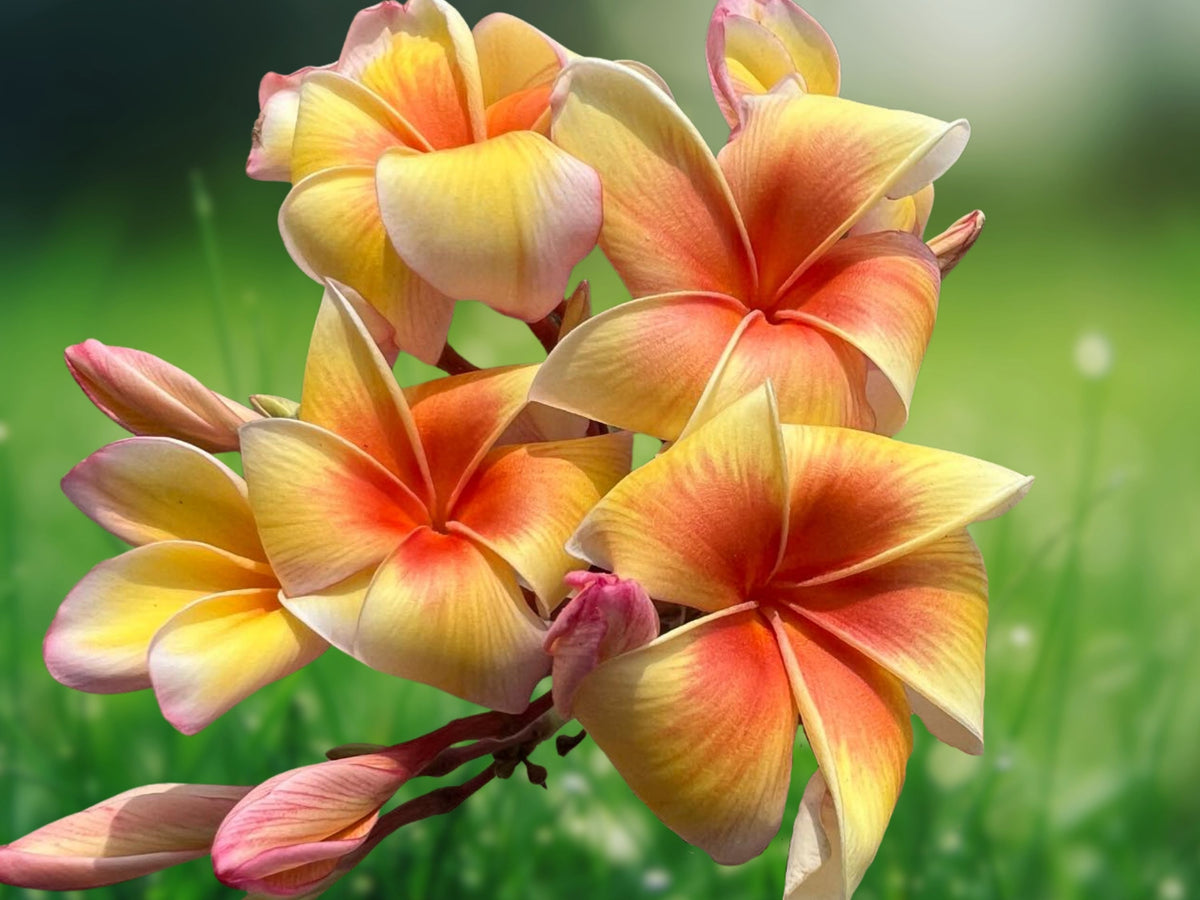 5 Yellow Orange Plumeria Seeds for Planting - Perennial Flower Seeds