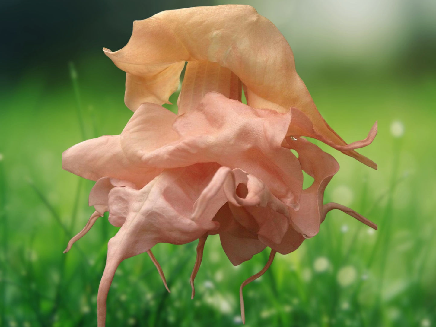10 Seeds Cantaloupe Angel Trumpet Brugmansia Fragrant Tropical Flowers