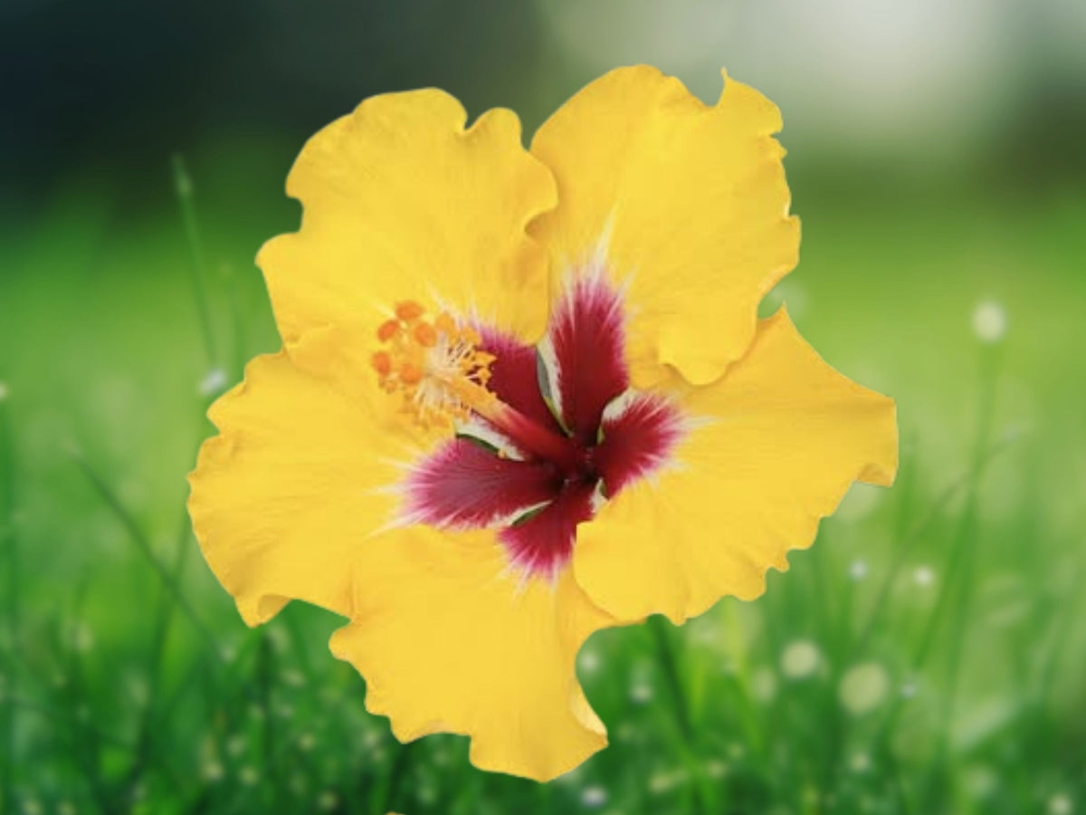 20 Yellow Pink Hibiscus Seeds – Perennial Tropical Flower Seeds for Planting
