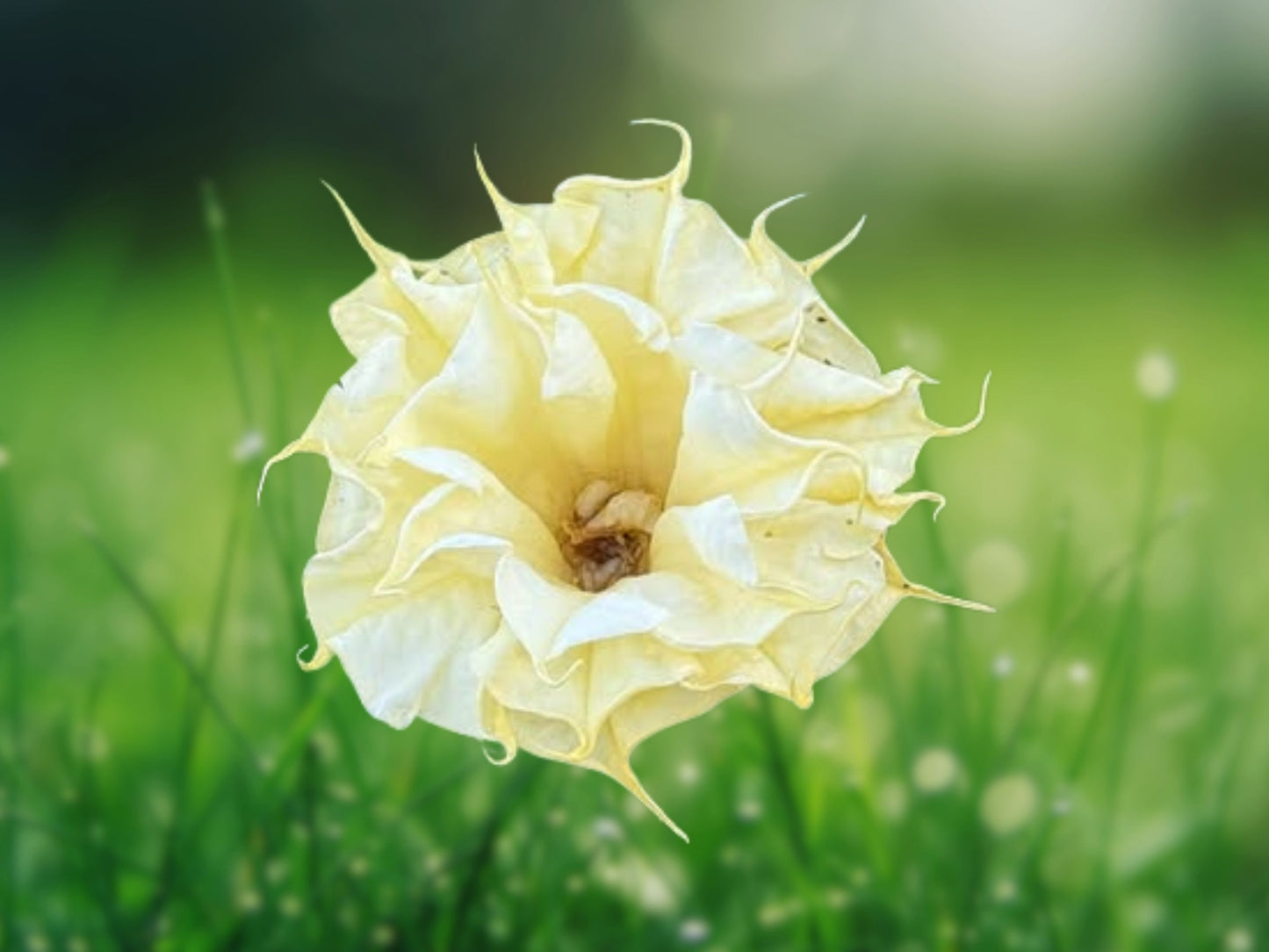 10 Seeds Angel Trumpet Brugmansia Ballerina Yellow Fragrant Flowers Tropical