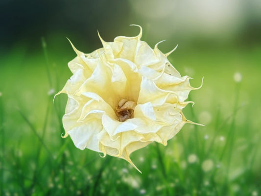 10 Seeds Angel Trumpet Brugmansia Ballerina Yellow Fragrant Flowers Tropical